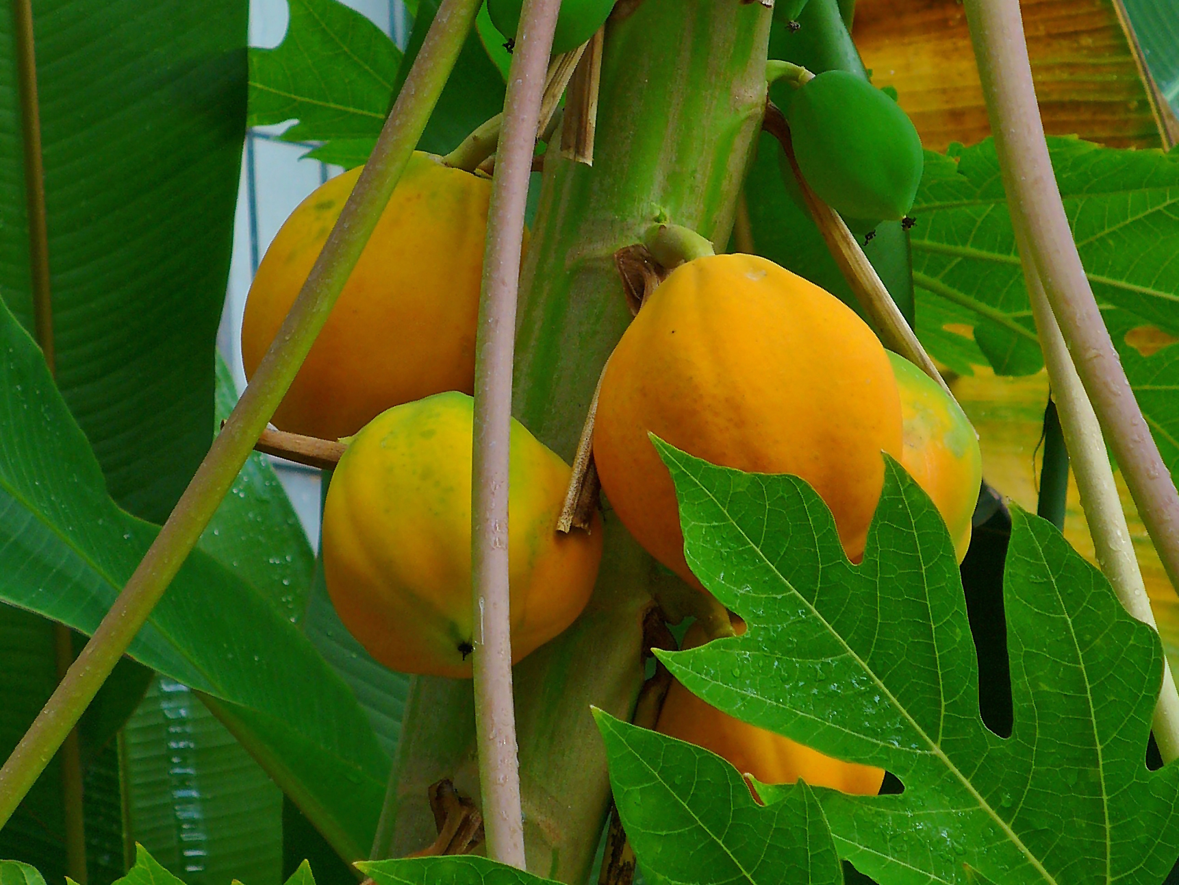 Fruit Cultivation